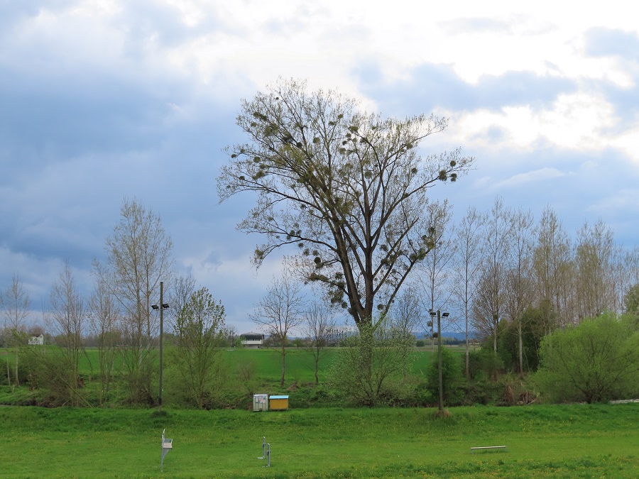 Blick auf das Bachbett der Rodl
